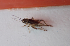 Eumodicogryllus bordigalensis