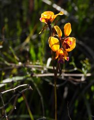 Diuris magnifica
