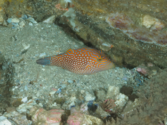 Canthigaster janthinoptera