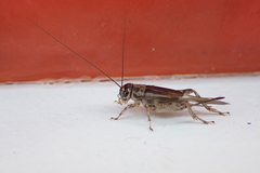 Eumodicogryllus bordigalensis
