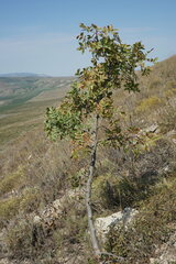 Pistacia atlantica mutica