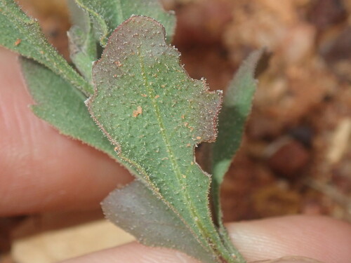 Image of Streptoglossa liatroides by (c) Thomas Mesaglio, some rights reserved (CC BY)