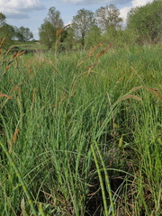 Carex acuta