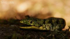 Abronia taeniata