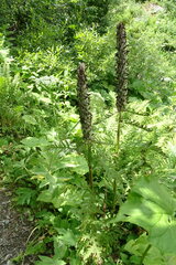 Pedicularis atropurpurea