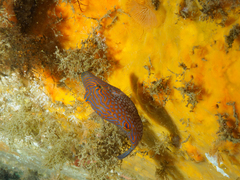 Canthigaster janthinoptera