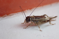 Eumodicogryllus bordigalensis