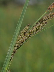 Carex acuta
