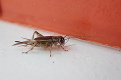 Eumodicogryllus bordigalensis