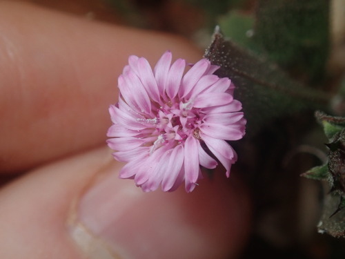 Wertaloona Daisy (Streptoglossa liatroides)
