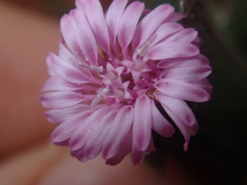 Image of Streptoglossa liatroides by (c) Thomas Mesaglio, some rights reserved (CC BY)