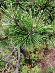 Pinus mugo