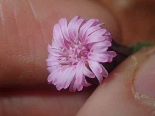 Image of Streptoglossa liatroides by (c) Thomas Mesaglio, some rights reserved (CC BY)