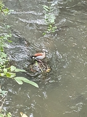 Callonetta leucophrys