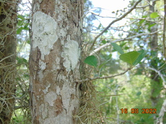 Crataegus baroussana