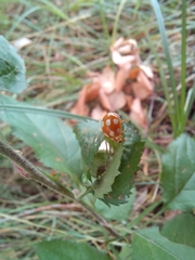 Calvia decemguttata