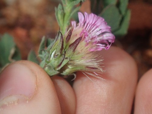 Image of Streptoglossa liatroides by (c) Thomas Mesaglio, some rights reserved (CC BY)