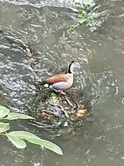 Callonetta leucophrys