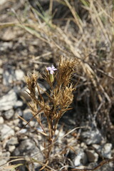 Dianthus pseudarmeria