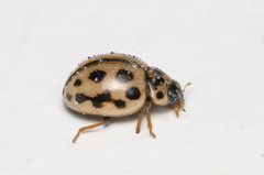 Tytthaspis sedecimpunctata