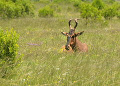 Alcelaphus buselaphus caama