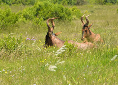 Alcelaphus buselaphus caama