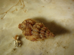 Raphitoma purpurea