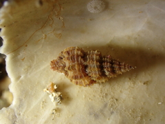 Raphitoma purpurea