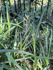 Dianella caerulea