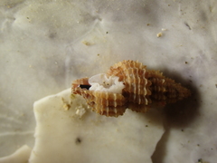 Raphitoma purpurea