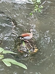 Callonetta leucophrys