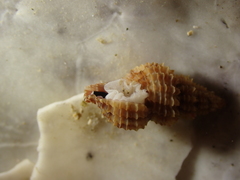 Raphitoma purpurea