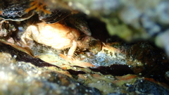 Pilumnus