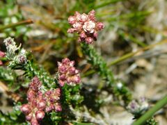 Helichrysum teretifolium