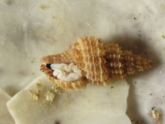 Raphitoma purpurea