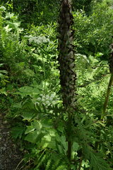 Pedicularis atropurpurea
