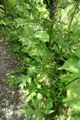 Pedicularis atropurpurea