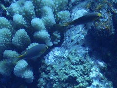 Pycnochromis acares