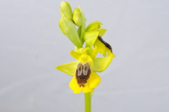 Ophrys lutea