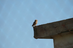 Athene noctua