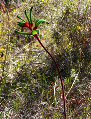 Anigozanthos manglesii