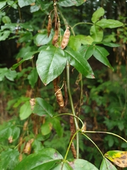 Laburnum anagyroides