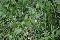 Taractrocerini