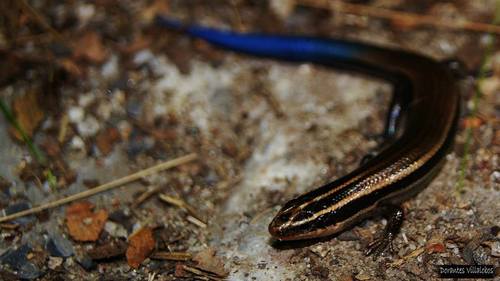 Oak Forest Skink