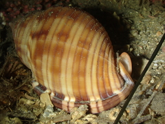 Semicassis undulata