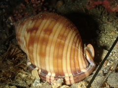 Semicassis undulata
