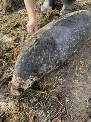 Phoca vitulina vitulina