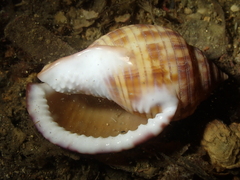 Semicassis undulata