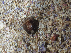 Monetaria caputserpentis