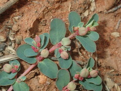 Euphorbia drummondii